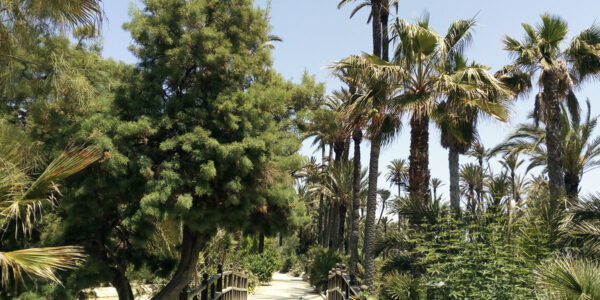 Palm park Alicante